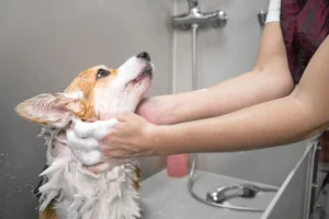 dog keeps licking butt