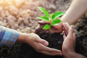 Benefits of Professional Tree Planting