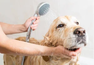 How Vet Tech Care Can Help Prevent Persistent Licking in Dogs